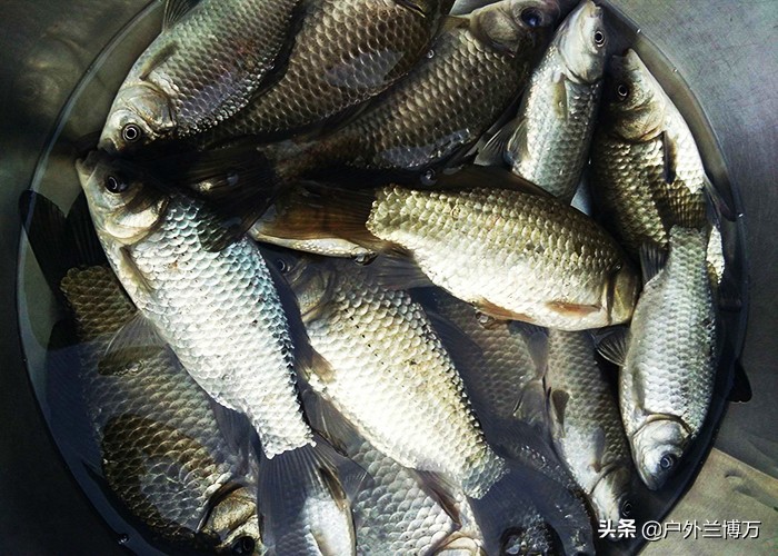 冬季钓鲫鱼红虫和虾饵哪个好,冬季夜钓鲫鱼用红虫钓鲫鱼怎么样