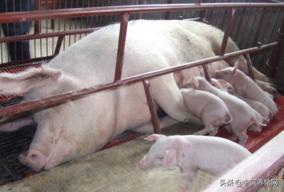 非洲猪瘟生物安全解决方案！猪场灾后复产成功率如何？