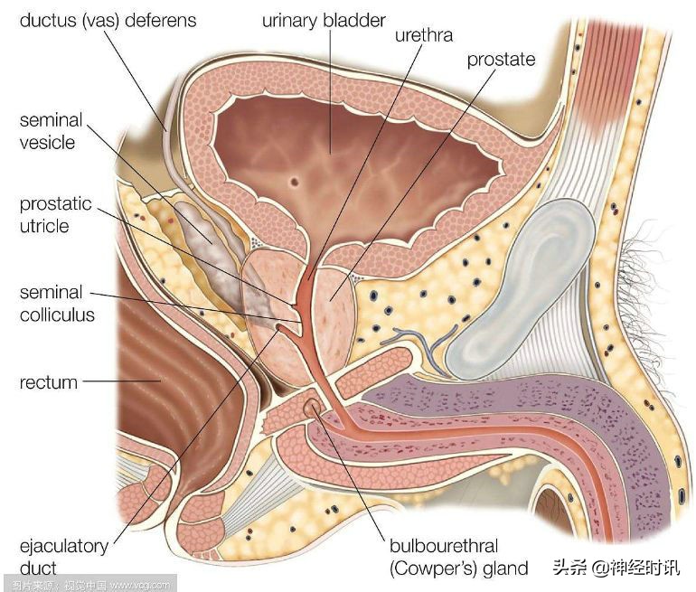 肾脏输尿管膀胱前列腺结构,肾输尿管膀胱解剖示意图