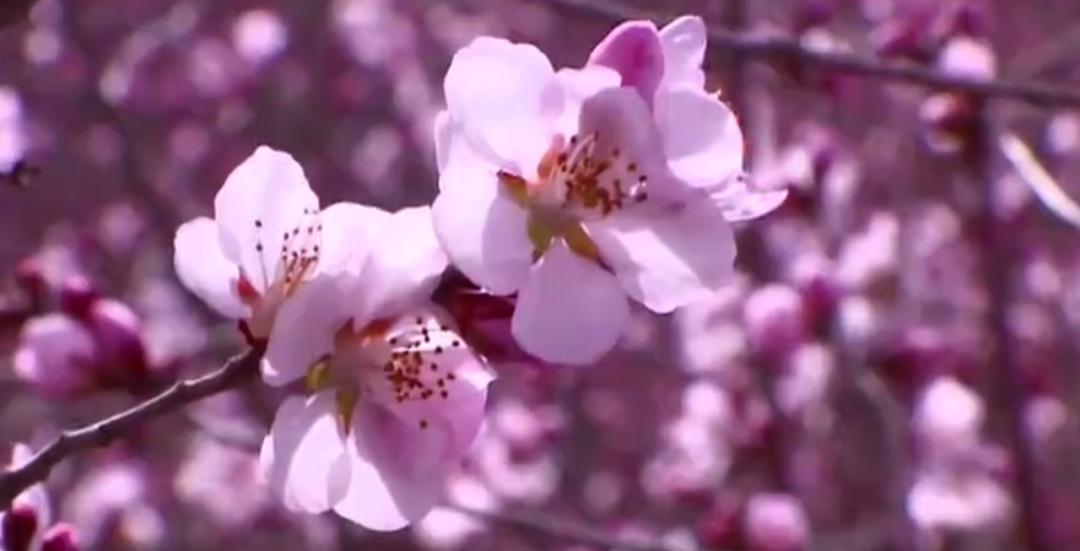 花痴把花吃，真香！