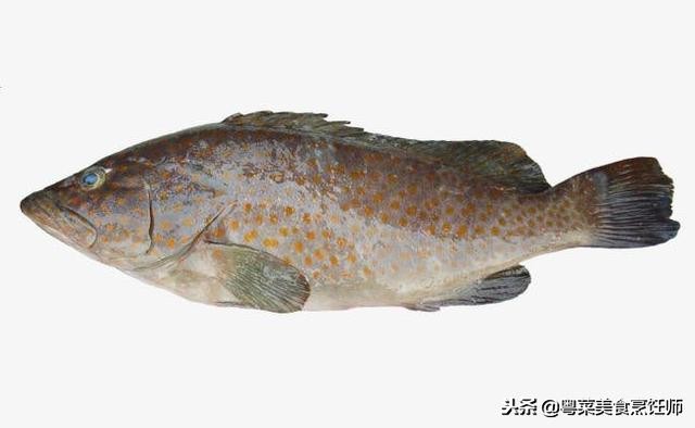 名贵海鲜干货有哪些品种,名贵海鲜水产品种类