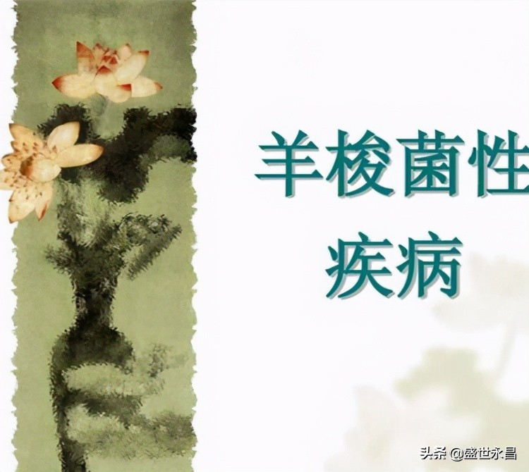 羊梭菌病的鉴别诊断和防治措施