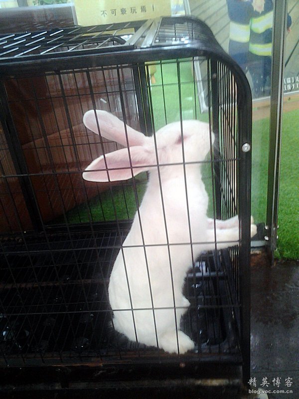 鏍床缇庣殑鏃朵唬骞垮満,鏍床缇庣殑鏃朵唬骞垮満鍋滆溅鏀惰垂