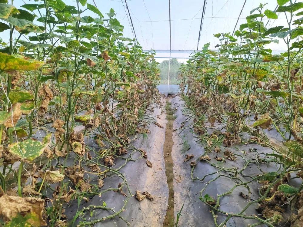 南瓜化瓜最有效的土办法,菜瓜怎么用最有效