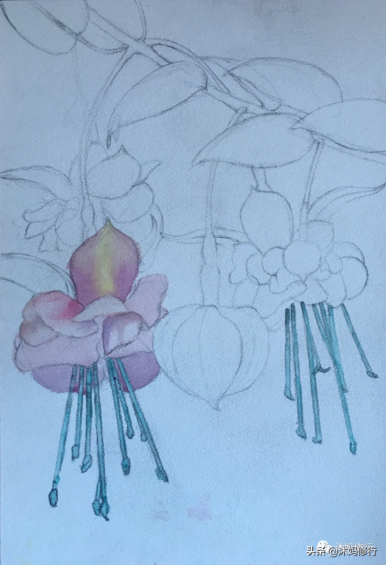 水彩手绘吊钟花,水彩吊钟花手绘