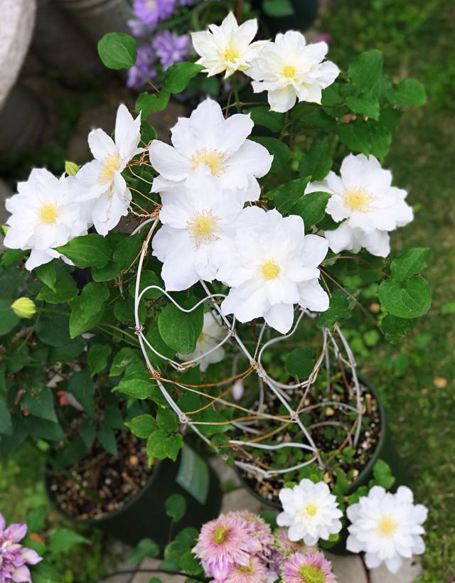 被名字耽误的8种花材,被名字耽误的花