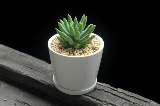 千佛手烂叶子怎么办,千佛手长了白霉怎么办