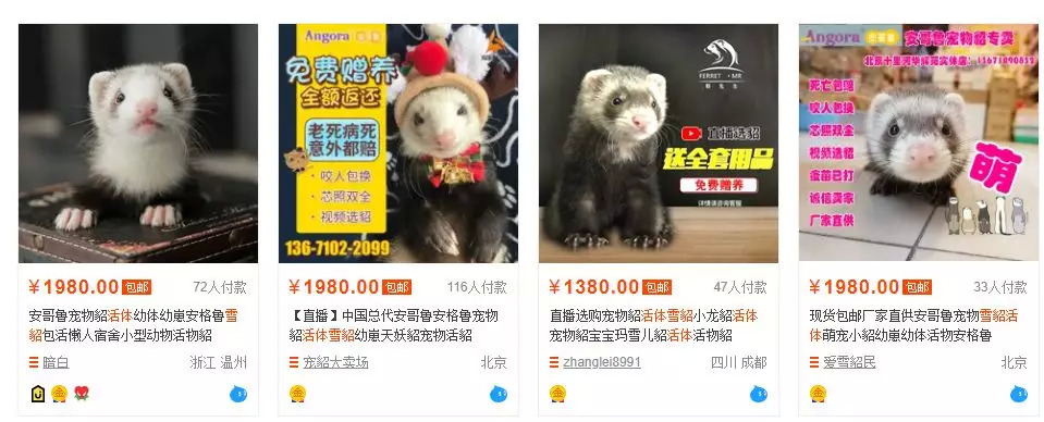 猫咖养小浣熊,小浣熊异宠