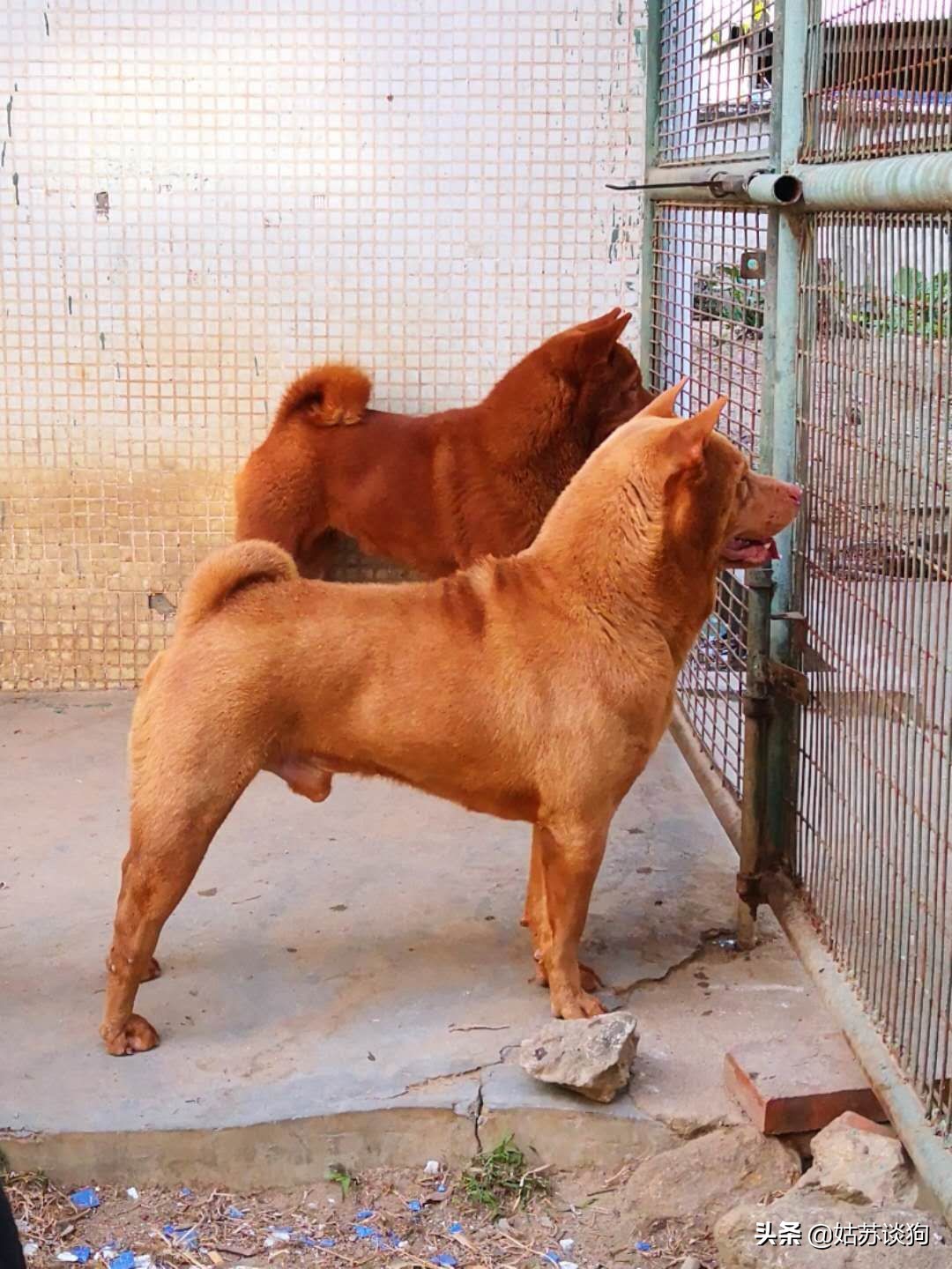 中华田园犬你真正了解过吗,中华田园犬到底多厉害