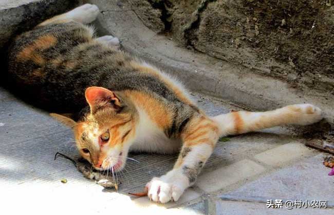 家里有老鼠怎么办老鼠吃什么,老鼠每个地方都有吗