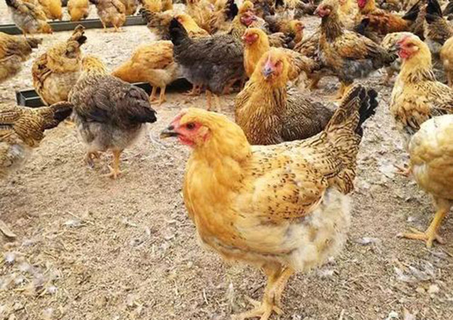 鸡有绿脓杆菌病怎么办？掌握以下4点，养殖户轻松防范！