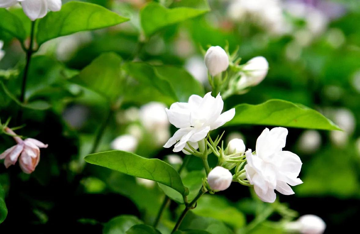 茉莉花干叶了怎么处理,怎样使茉莉花叶绿
