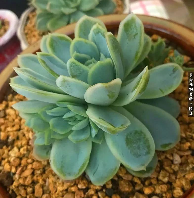 顺风不浪逆风不怂文字图片,顺风不飘逆风不怂绝境不慌