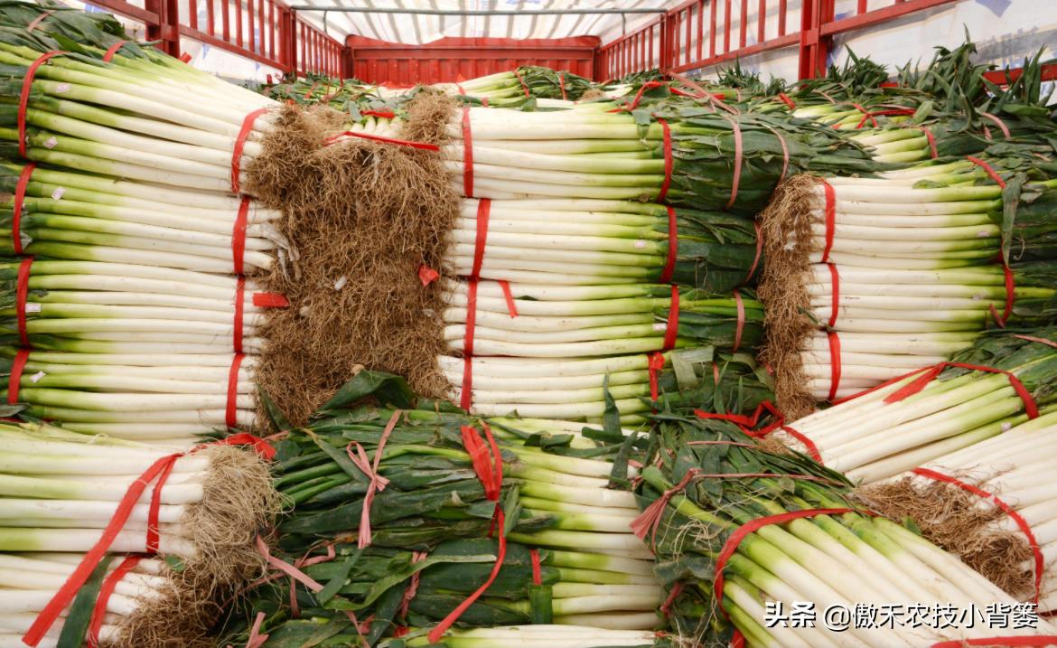 怎样种出大葱,如何种出来的大葱甜不辣