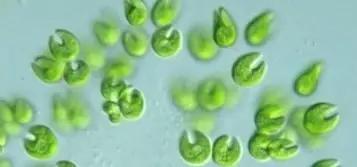 水产养殖藻类老化是怎样的,水产养殖显微镜下各种藻类