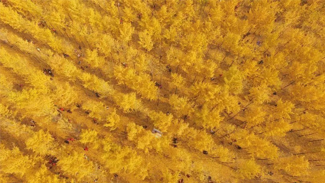 秦宫站到汉阳陵景区直通车,去汉阳陵免费直通车