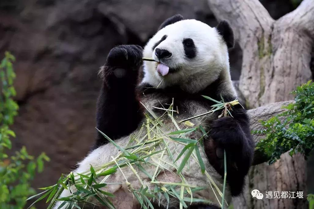 六一儿童节火车,六一快乐专列