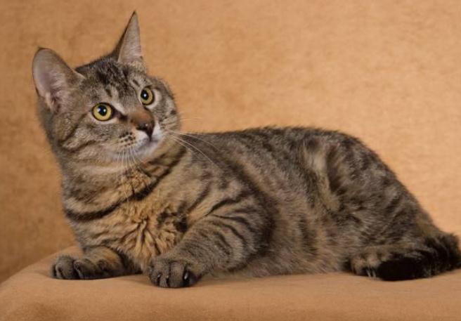 最容易被抛弃的猫是哪种土猫,品种猫和普通家猫一样可爱漂亮吗