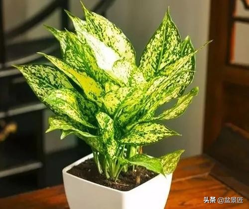 夏天不宜养的10种花,适合夏天养的4种花卉简单又漂亮