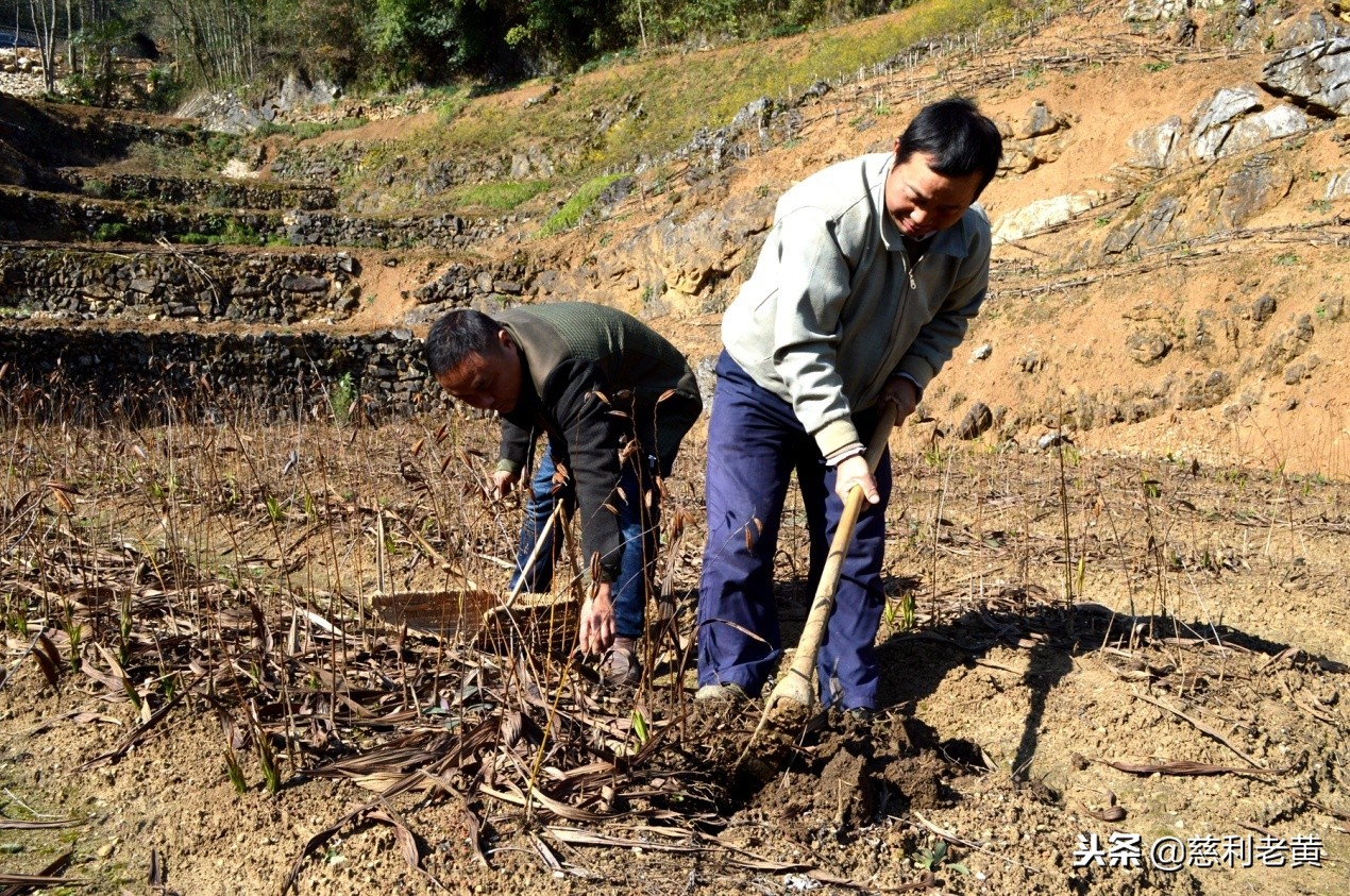 脱贫故事：尹桂林种白芨告别了单身