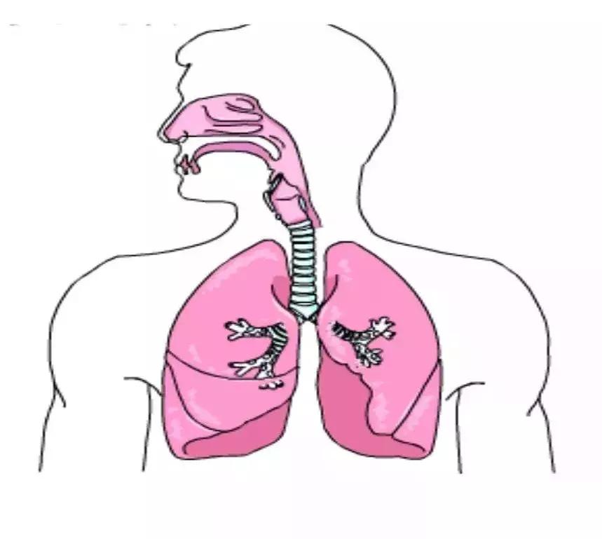 婴幼儿13种菌群,母婴肠道菌群