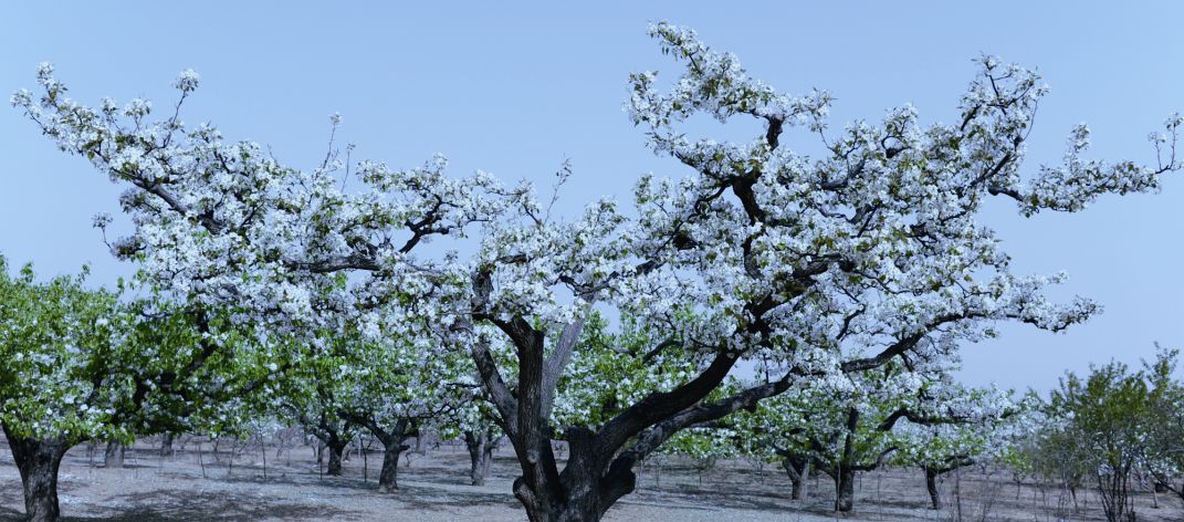 廊坊市赏花踏青第一名,廊坊赏桃花景点