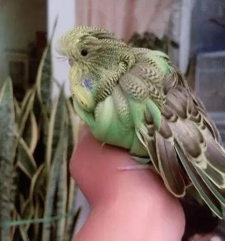 几十块钱一只的虎皮鹦鹉会说话吗,虎皮鹦鹉为什么几十块一只