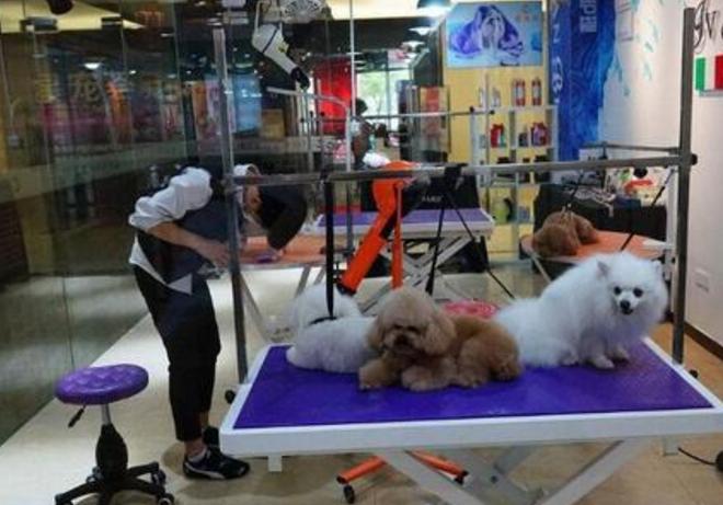 5种宠物店不推荐的狗便宜又好养,这6种狗可以放心养公认不咬人