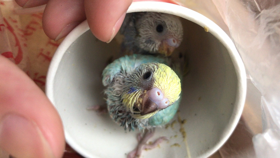 怎么带宠物鹦鹉出去旅游,带鹦鹉出去玩前需要做好哪些准备