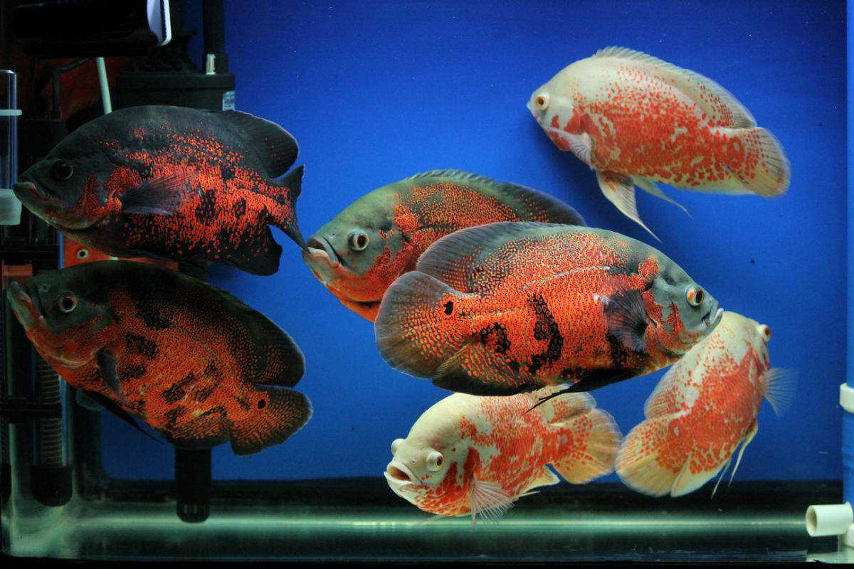 深水鱼缸不让鱼缺氧的办法,鱼缸困水除氯气是智商税吗