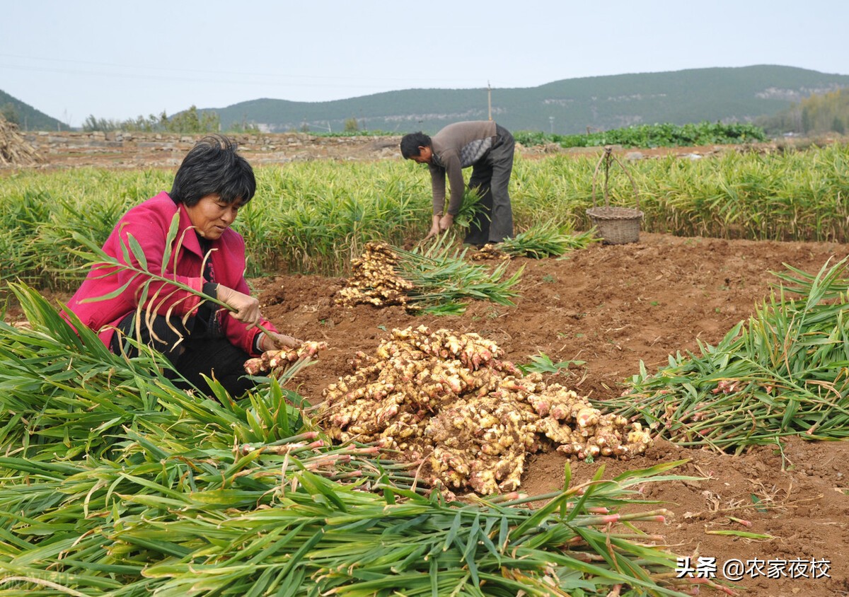 种植大姜催姜芽的正确方法和步骤,种植大姜如何生根