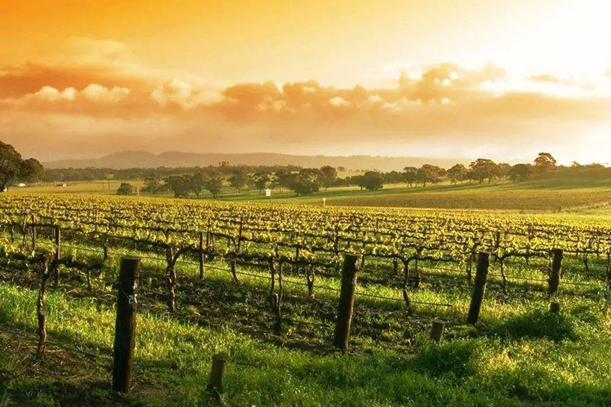 中国五大葡萄酒产区排名,中国有哪些著名葡萄酒产区和酒庄