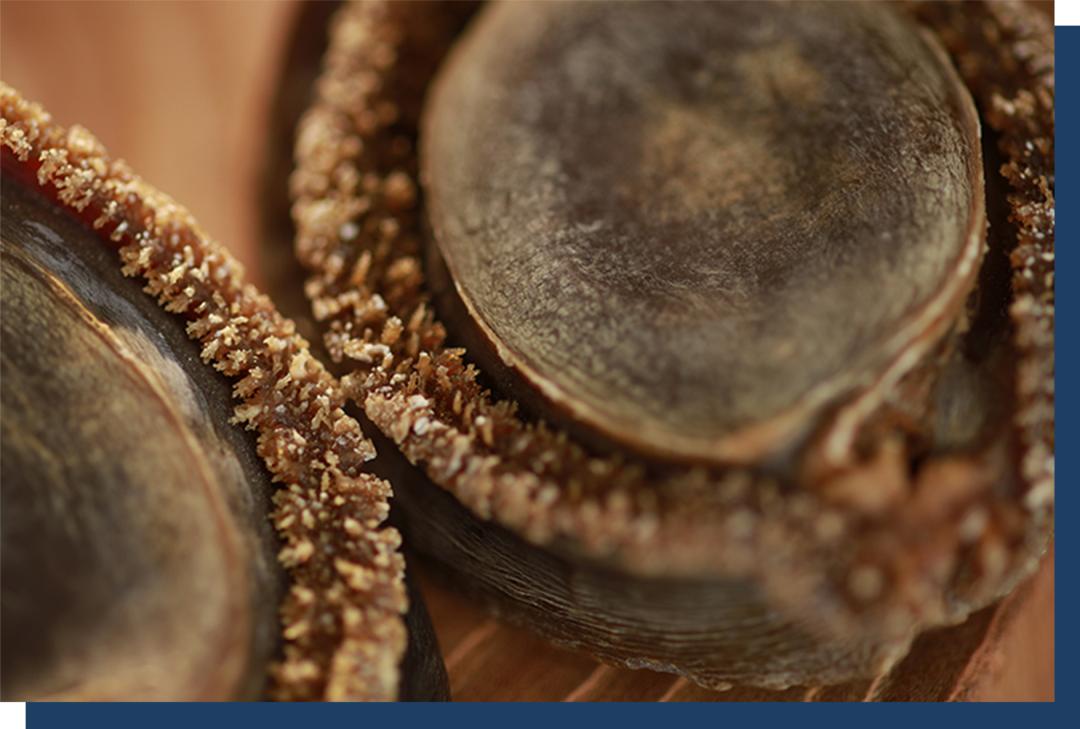 什么干鲍最贵,干鲍为什么比鲜鲍贵