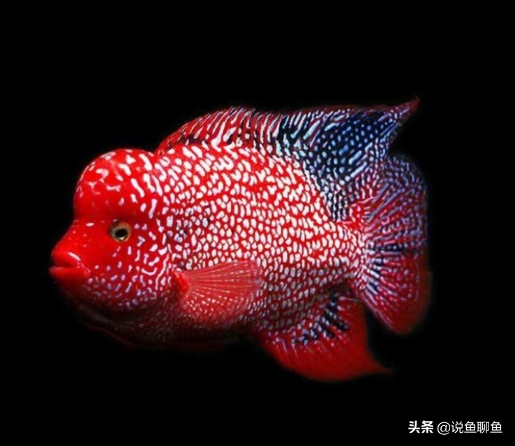 饲养罗汉鱼该怎么去饲养，今天来探讨一下。