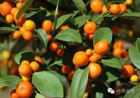 高桩金豆盆景大全,金豆双杆文人盆景欣赏