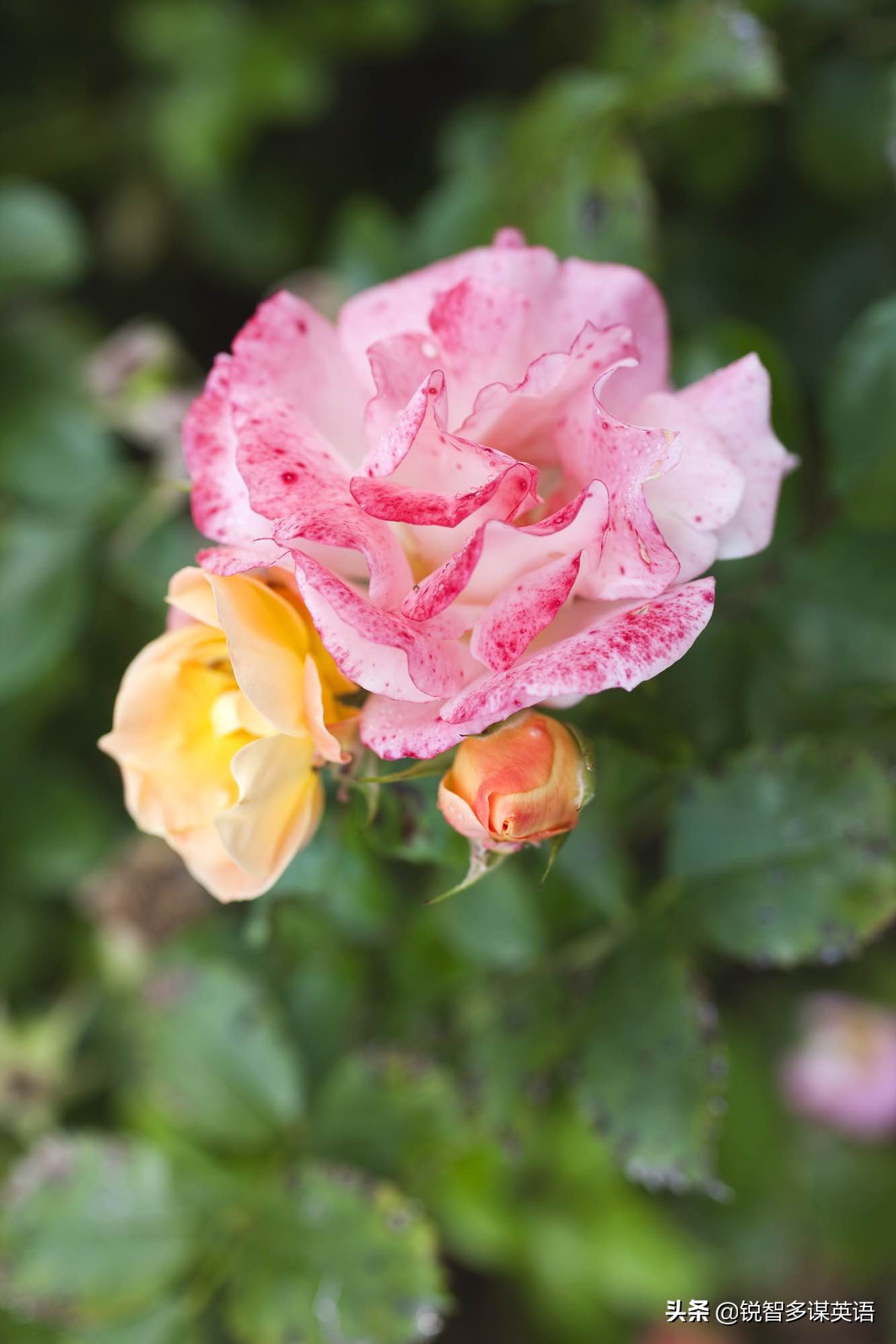 泰戈尔诗选吉檀迦利每章概括,泰戈尔吉檀迦利获得什么奖