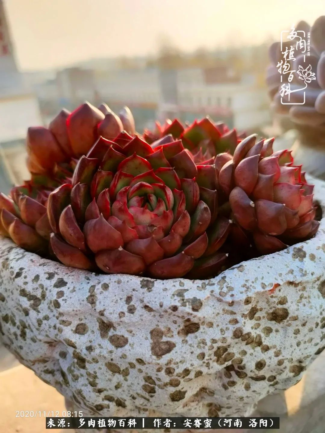 现在是多肉最美的季节,多肉最美的季节来啦