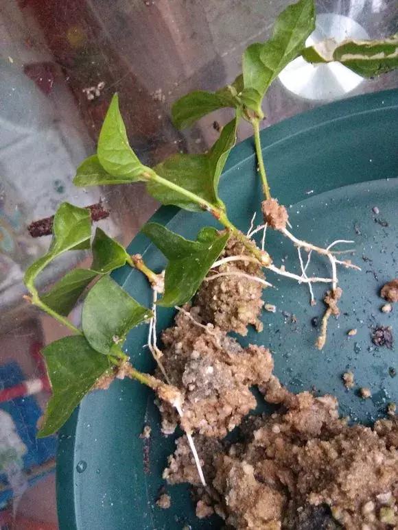 茉莉花长出白根可以扦插吗,茉莉花有白根枯杆还能返青吗