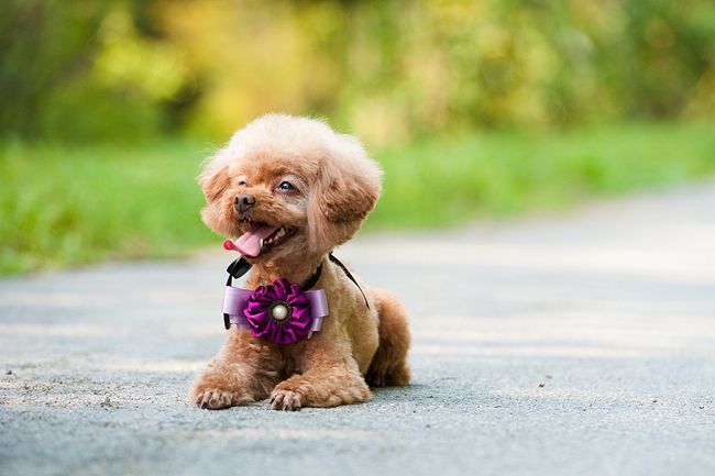 贵宾犬不爱喝水怎么办？掌握这些方法，让贵宾犬爱上喝水