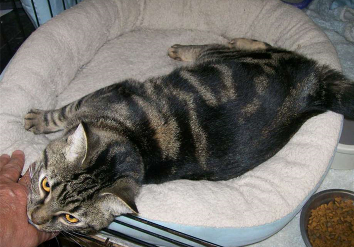 猫咪铲屎官必须知道的事情,猫咪肺部肿瘤症状及治疗方法