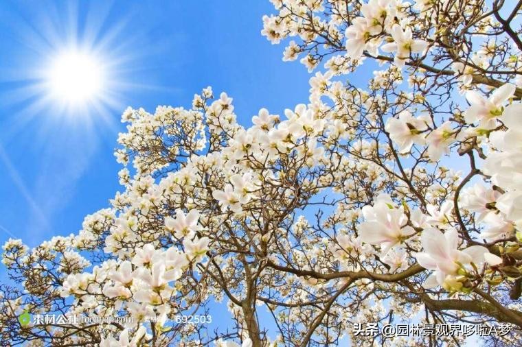 收藏100种常见花卉植物,100种珍藏植物