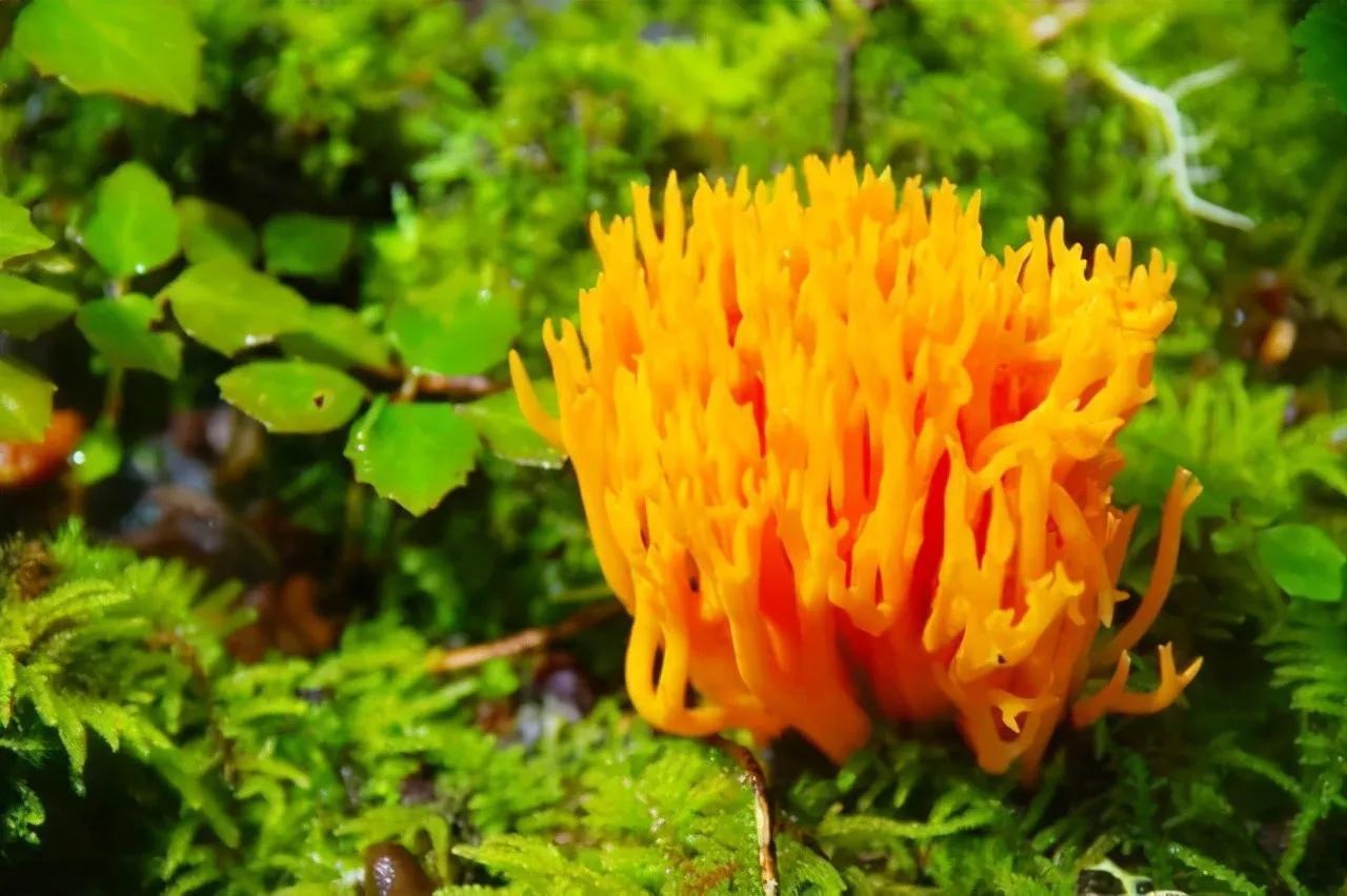 深山里捡蘑菇视频,找野生蘑菇最佳方法