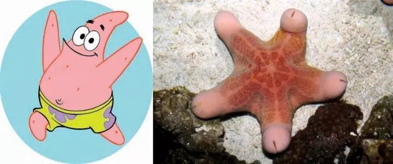 翻砂海星断脚什么原因,翻砂海星烂脚怎么办