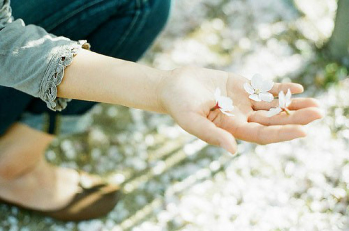 是花一样会绽放是哪首歌的歌词,有些相遇注定会像花一样绽放