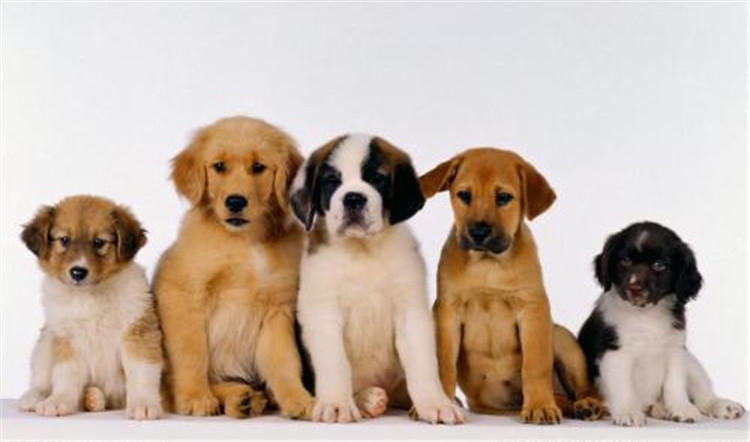 狗妈妈生了喂什么,狗妈妈刚生完孩子可以吃什么