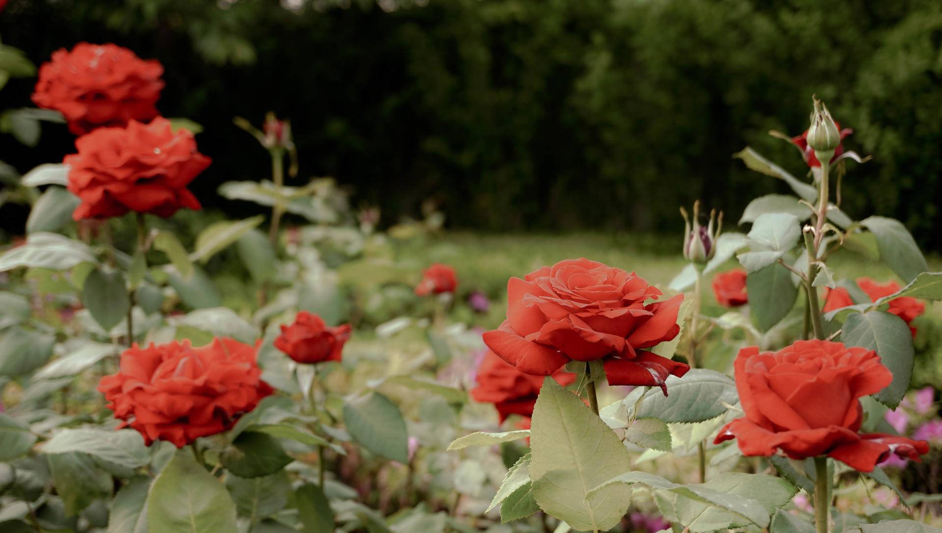 索尼微单6000与6100区别,索尼6100拍抖音评测