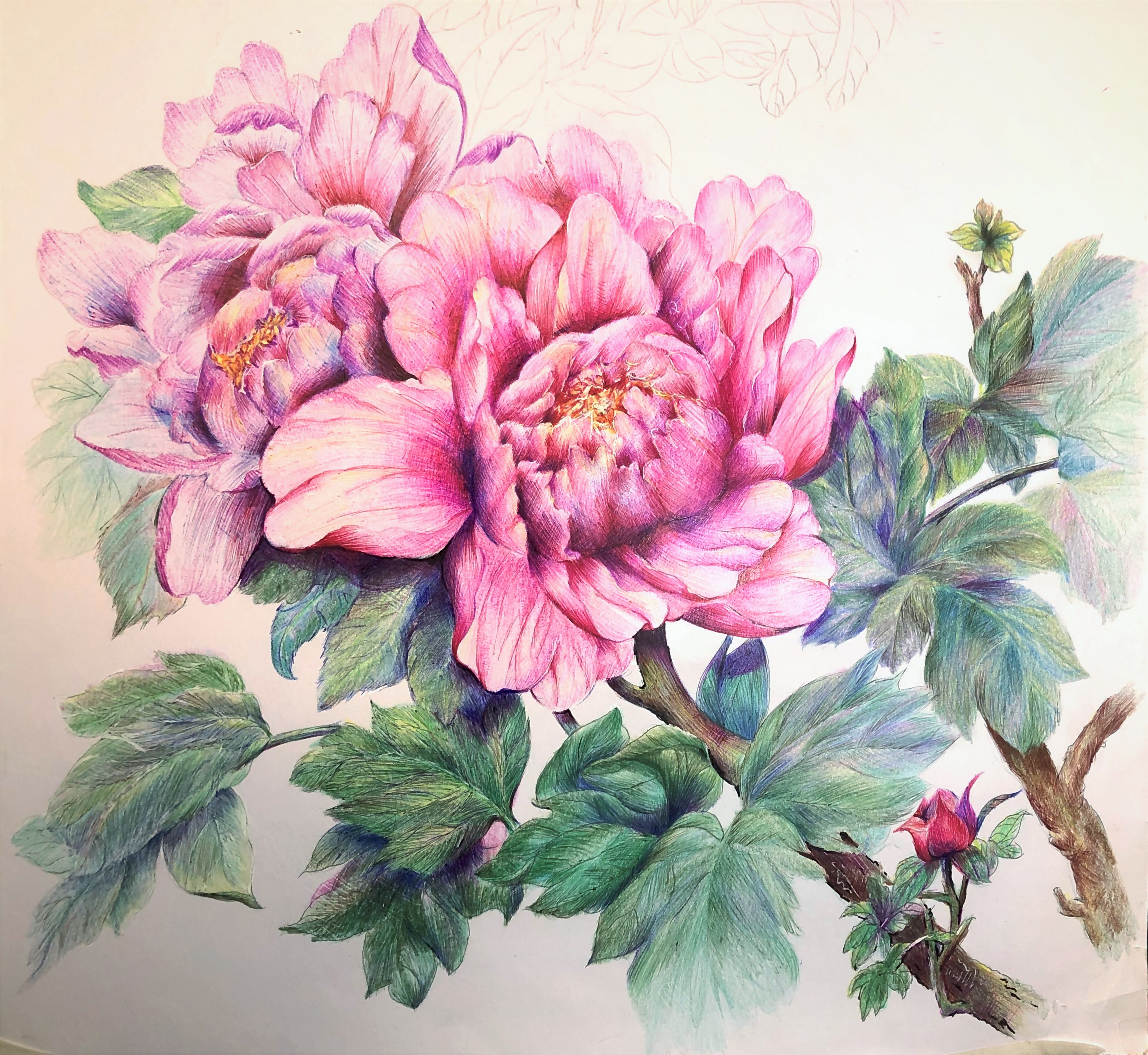 圆珠笔画牡丹教学,圆珠笔画牡丹的画法