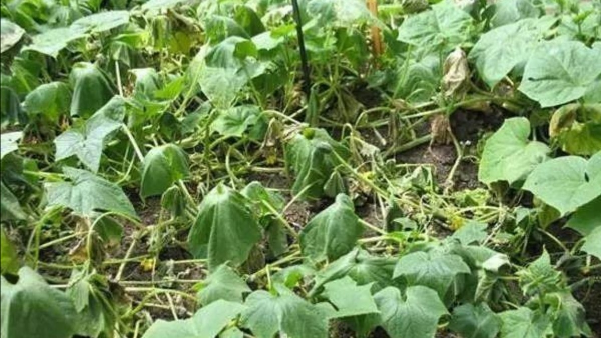 黄瓜叶子萎了是怎么回事,黄瓜叶片发黄枯萎怎么挽救