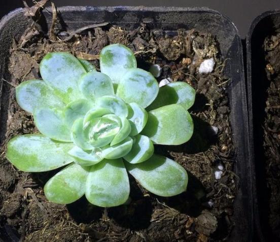 淡雪多肉砍头徒长后怎么处理,多肉室内养徒长怎么办