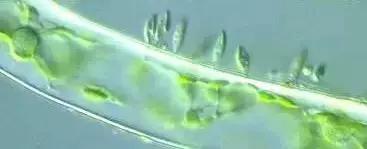 水产养殖业藻类的生命周期,水产养殖常见藻类植物